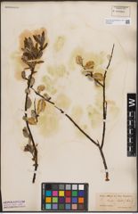 Foto von Salix discolor Muhl.